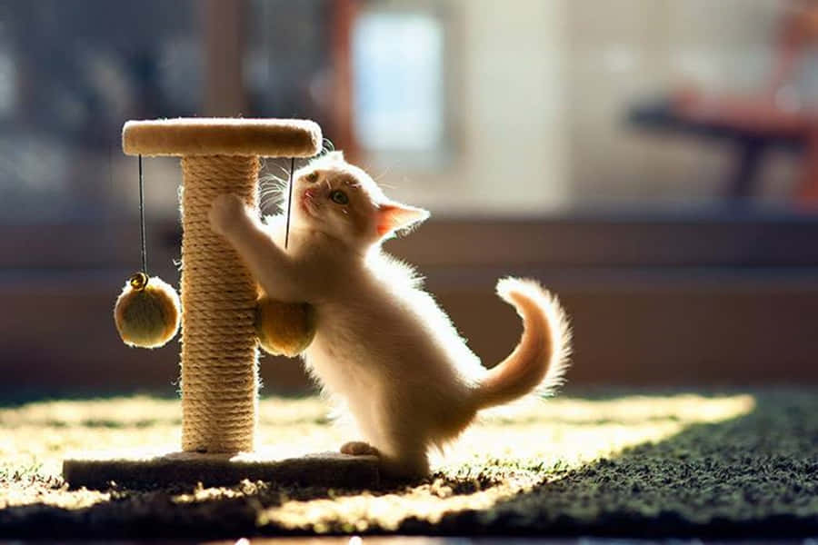Cat Enjoying A Scratch On A Sisal Scratching Post Wallpaper