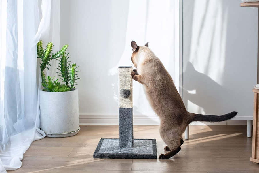 Cat Enjoying A Scratching Post Wallpaper