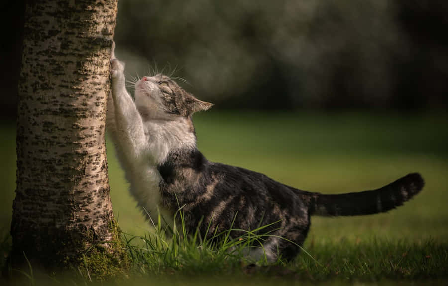 Cat Enjoying A Scratching Post Wallpaper