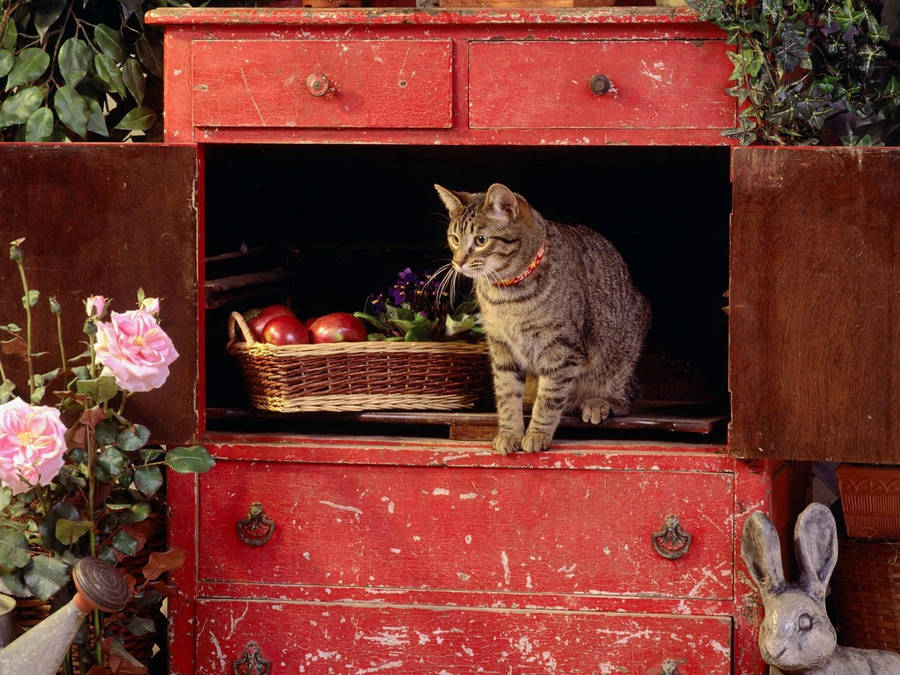 Cat On Cabinet Wallpaper