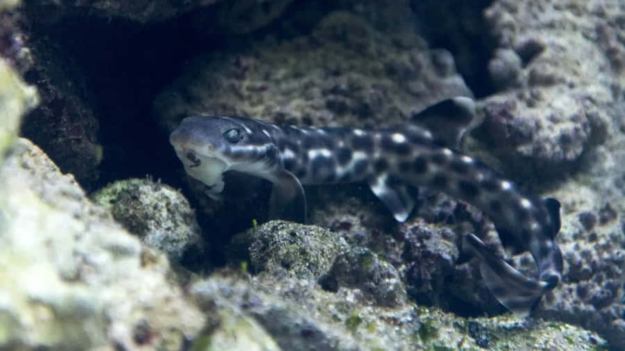 Cat Shark Emerging From Rocks Wallpaper