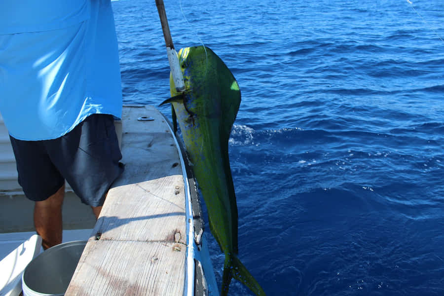 Caught Dolphinfishat Sea Wallpaper