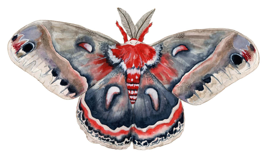 Cecropia Moth Illustration Wallpaper