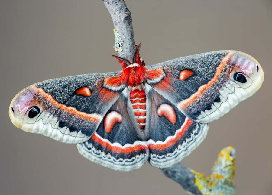 Cecropia Moth Perchedon Branch Wallpaper