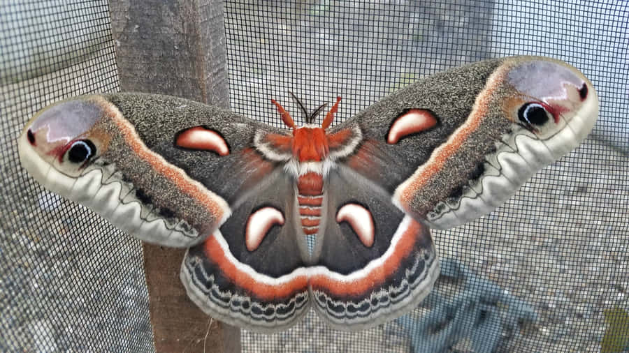 Cecropia Moth Spread Wings Wallpaper