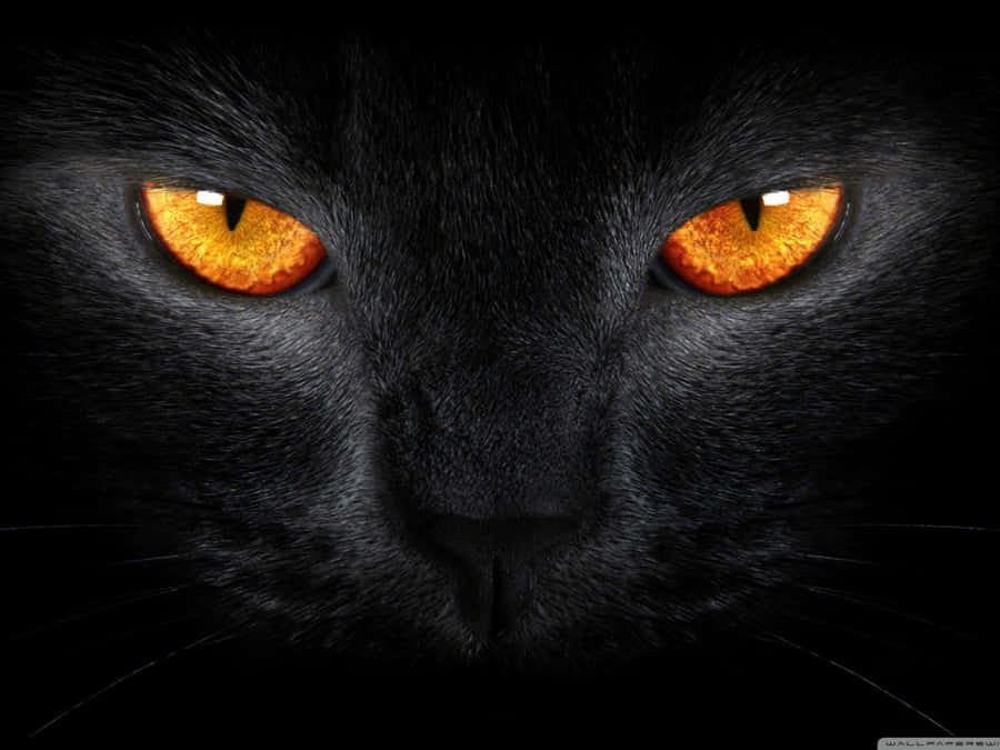 Celebrate Halloween With Black Cat Wallpaper