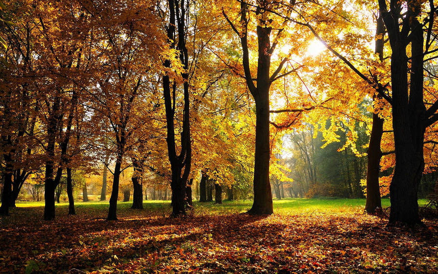 Celebrate The Beauty Of Autumn With A Stroll Through A Shady Hickory Forest Wallpaper
