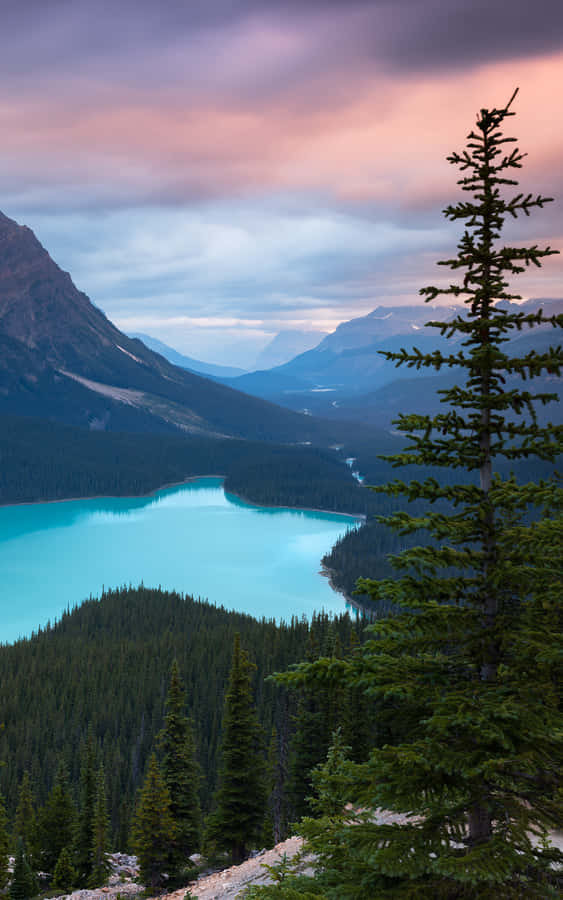 Celebrate The Beauty Of Nature With This Portrait Mode Visual Wallpaper