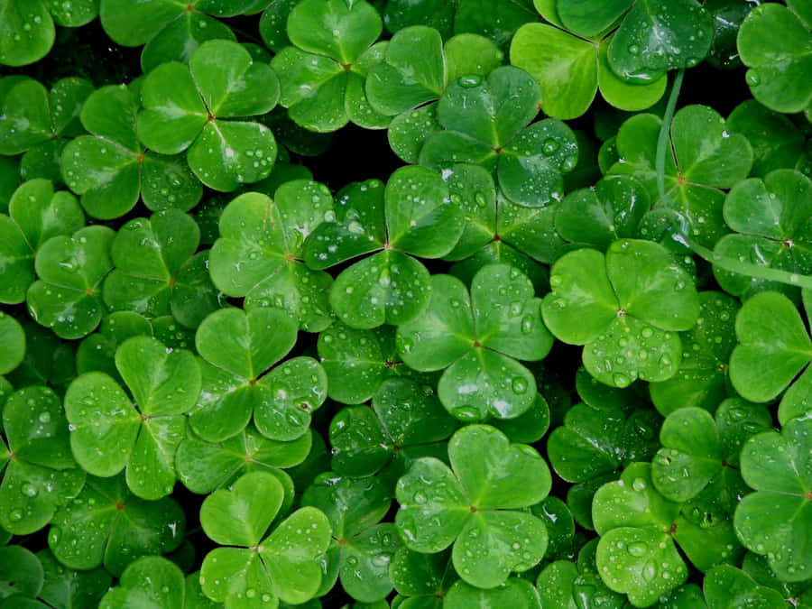 Celebrate The Luck Of The Irish With A Shamrock! Wallpaper