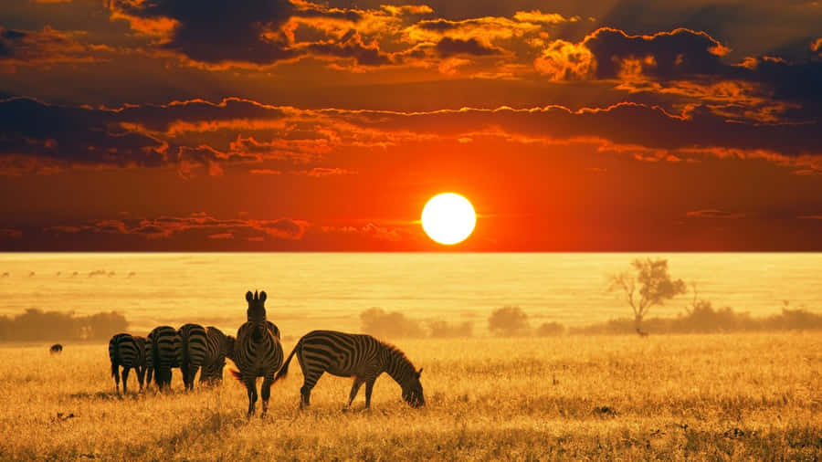 Celebrate The Magnificence Of African Wildlife Wallpaper