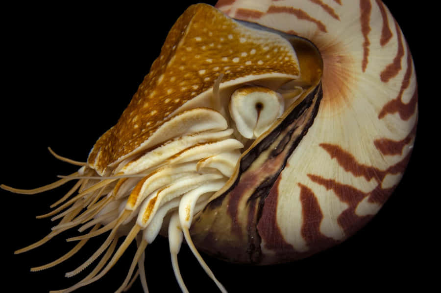 Chambered Nautilus Black Background Wallpaper