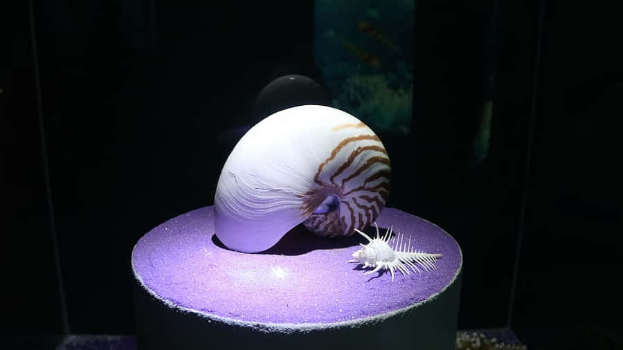Chambered Nautilus Exhibit Wallpaper