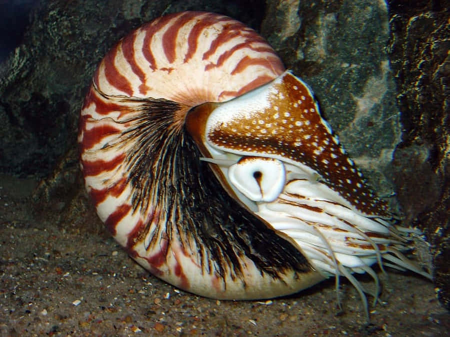 Chambered Nautilus Nautilidae Wallpaper