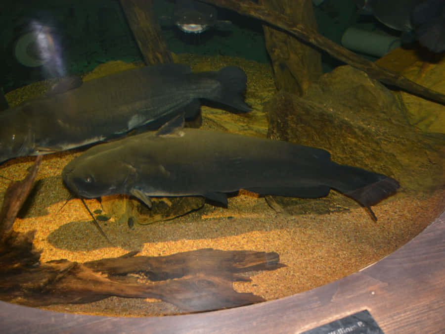Channel Catfish Aquarium Display Wallpaper