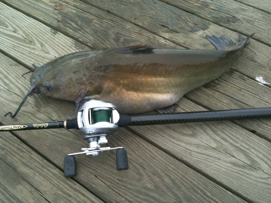 Channel Catfish Caught Fishing Rod Reel Wallpaper