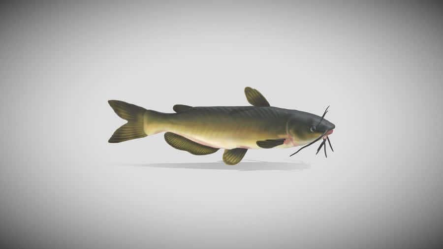 Channel Catfish Illustration Wallpaper
