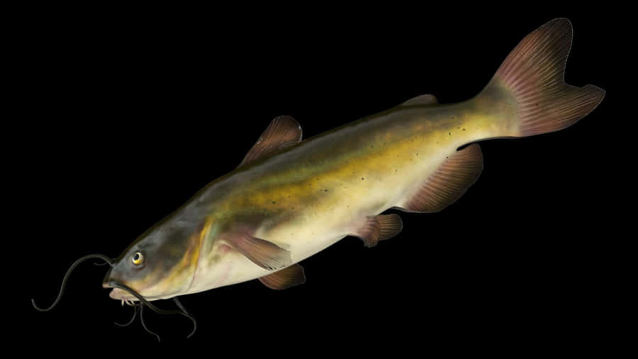 Channel Catfish Isolatedon Black Wallpaper