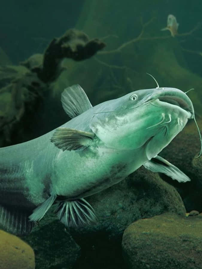 Channel Catfish Underwater Scene Wallpaper