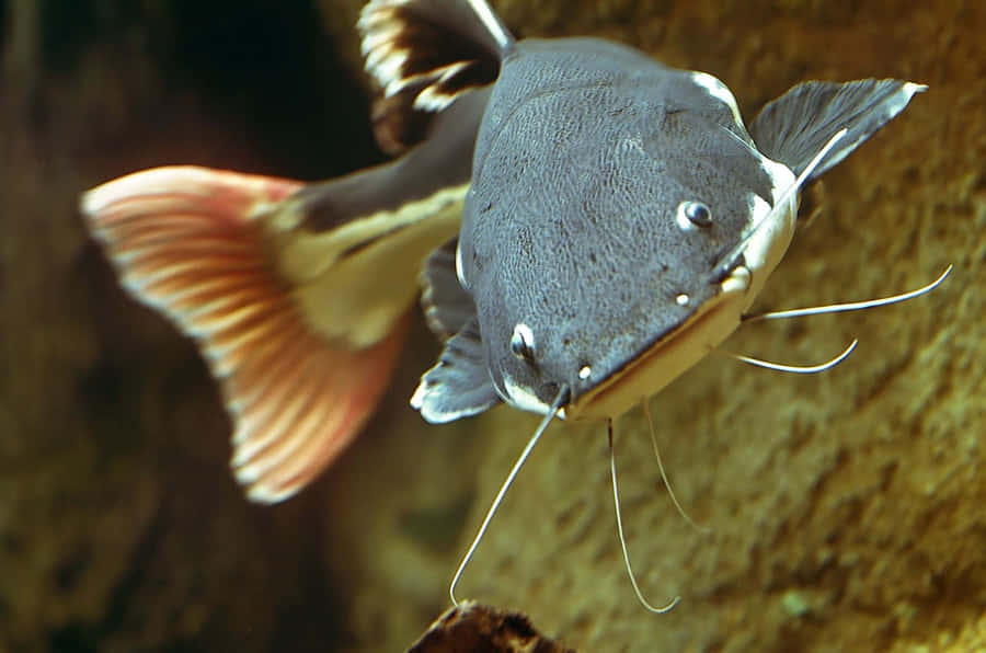 Channel Catfish Up Close.jpg Wallpaper