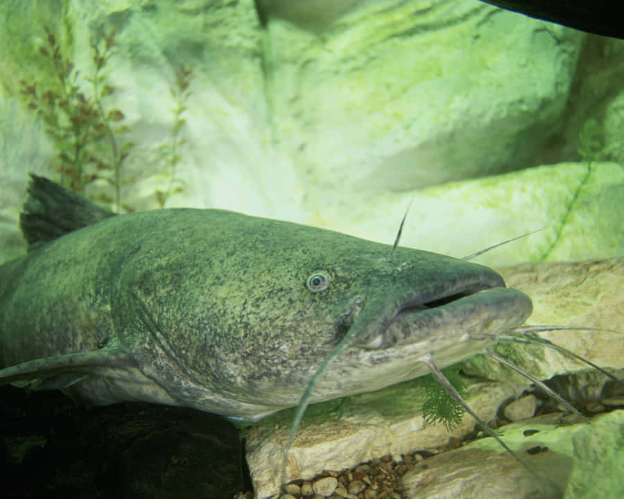 Channel Catfish Up Close Wallpaper