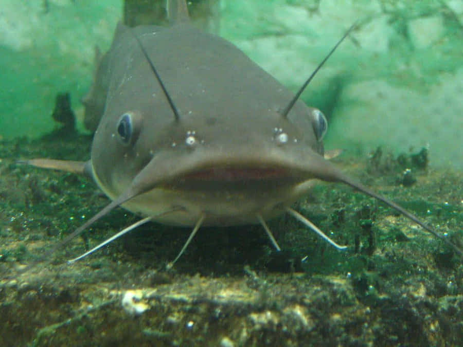 Channel Catfish Up Close Wallpaper