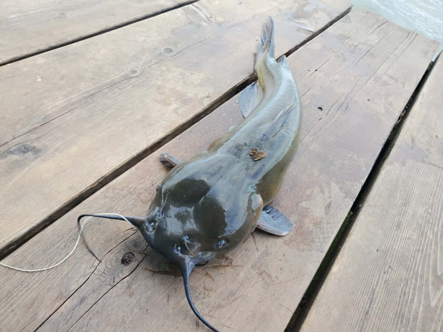Channel Catfishon Wooden Dock.jpg Wallpaper