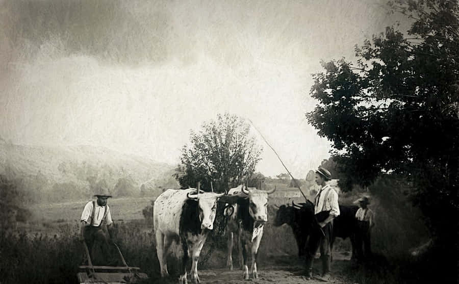 Charcoal Drawing Of A Female Portrait Wallpaper