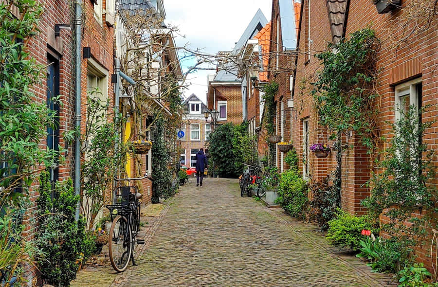 Charming Alkmaar Cobblestone Street Wallpaper