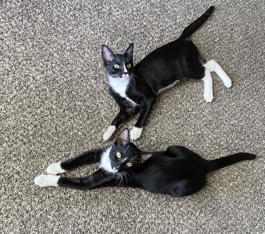 Charming European Shorthair Cat Relaxing Wallpaper