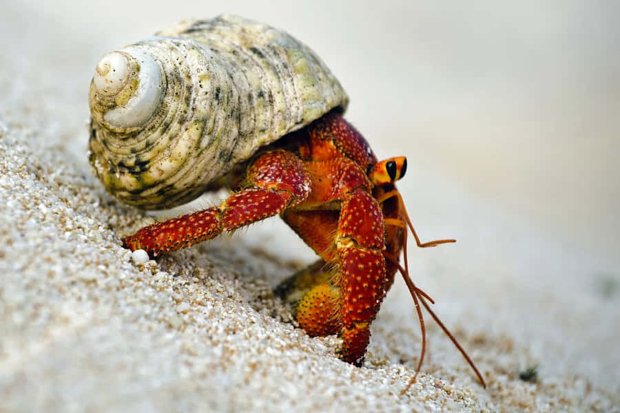 Charming Hermit Crab Expertly Navigating The Rocky Shoreline Wallpaper