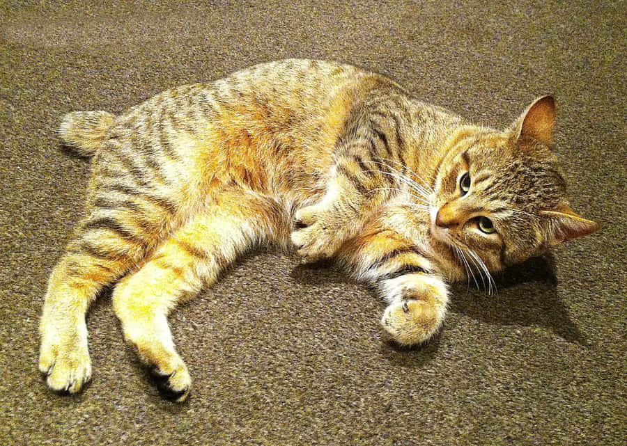 Charming Pixie-bob Cat Lounging On A Couch Wallpaper