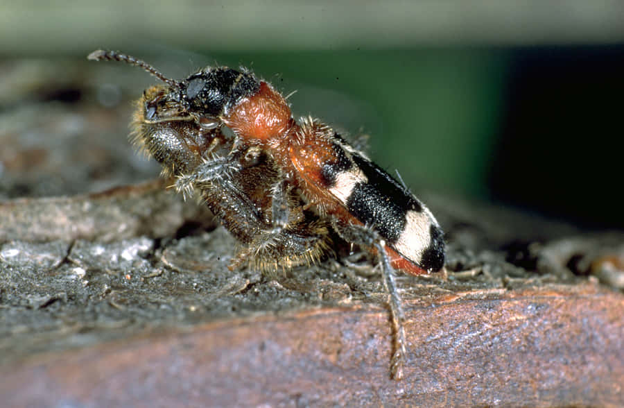 Checkered Beetle Closeup Wallpaper