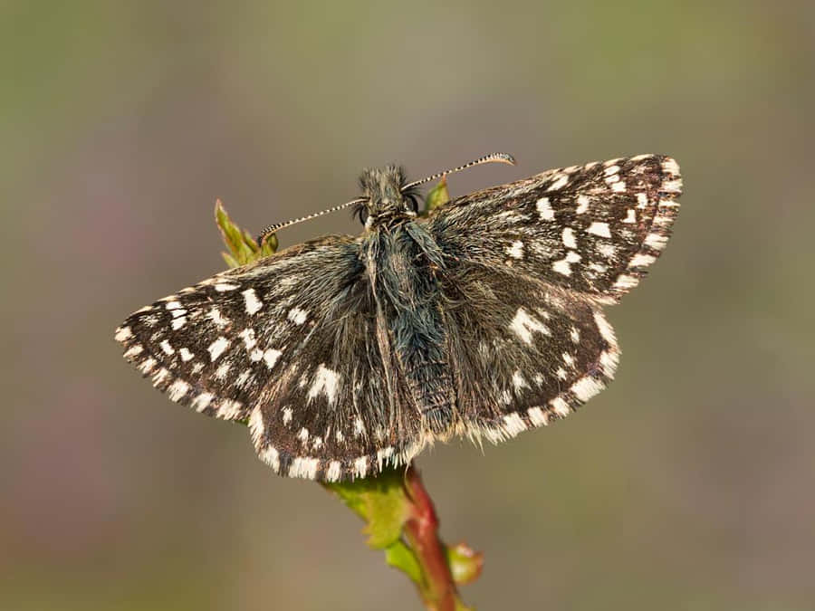 Checkered Skipper Butterflyon Branch.jpg Wallpaper