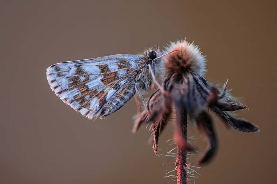 Checkered Skipper Butterflyon Seedpod Wallpaper