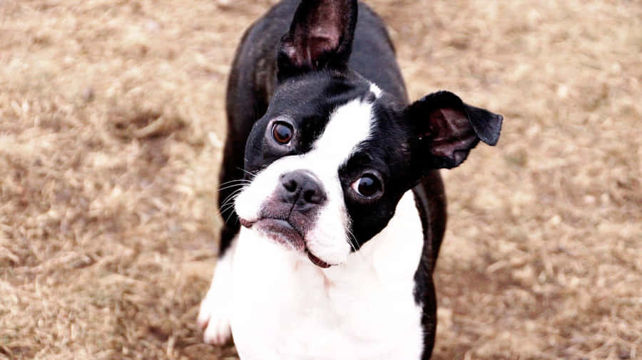 Cheerful Dogs Enjoying Social Playtime At Daycare Wallpaper