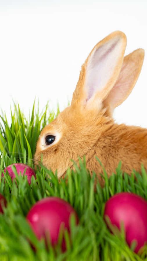 Cheerful Easter Bunny Amidst Colorful Eggs Wallpaper