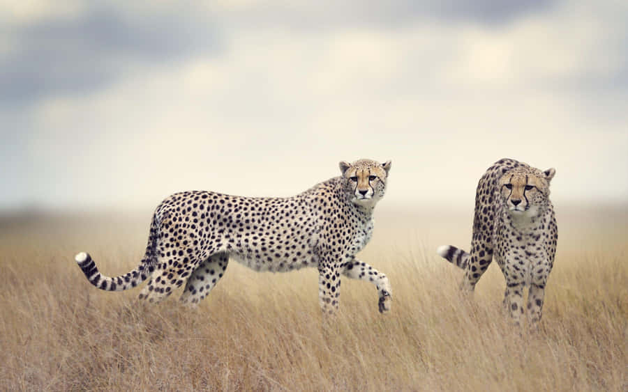 Cheetahsin Savannah Stride Wallpaper