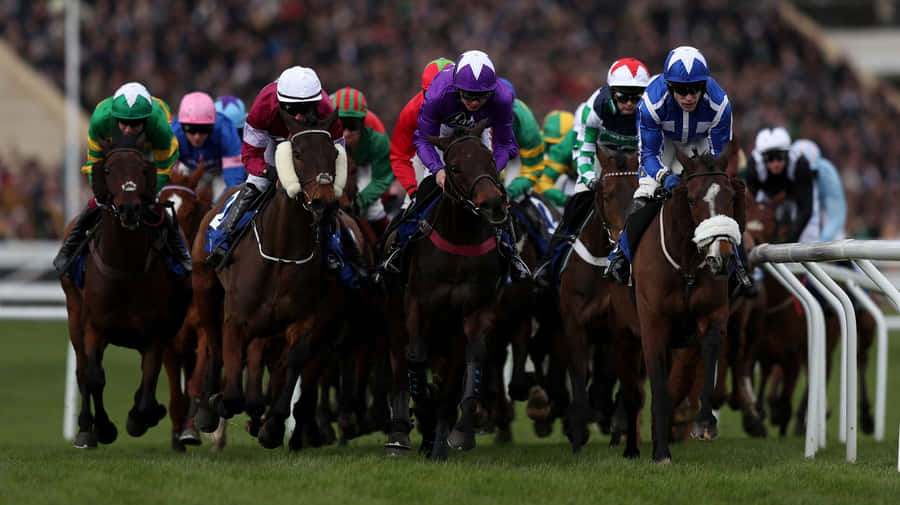 Cheltenham Festival Horse Race Action Wallpaper