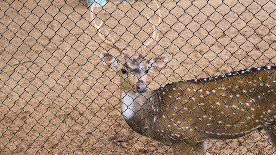 Chennai Guindy National Park Wallpaper
