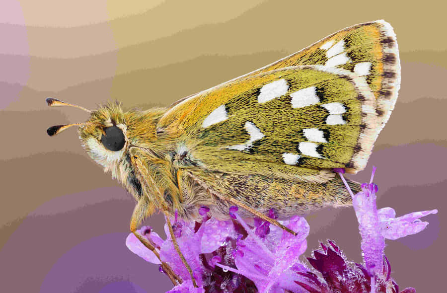 Chequered Skipper Butterflyon Purple Flower Wallpaper