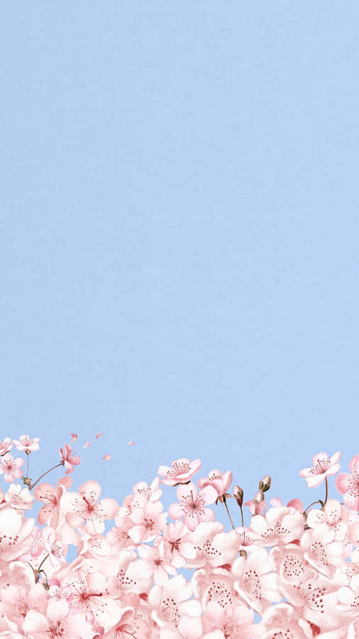 Cherry Blossom Blue Sky Background Wallpaper