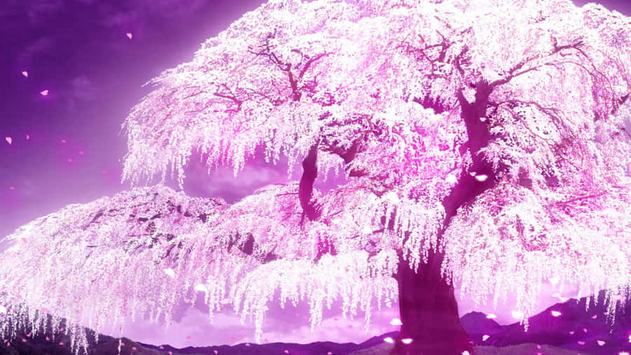 Cherry Blossoms Anime Scenery Glowing Pink Wallpaper