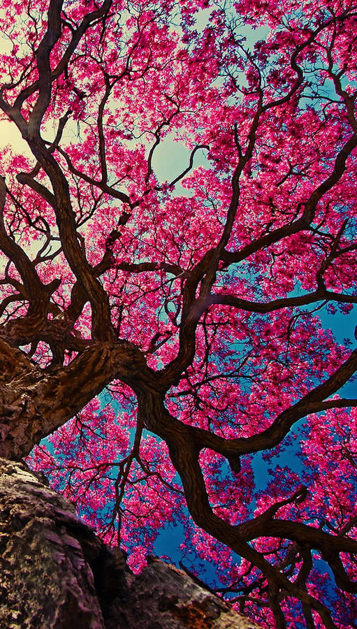 Cherry Blossoms Iphone 11 Wallpaper