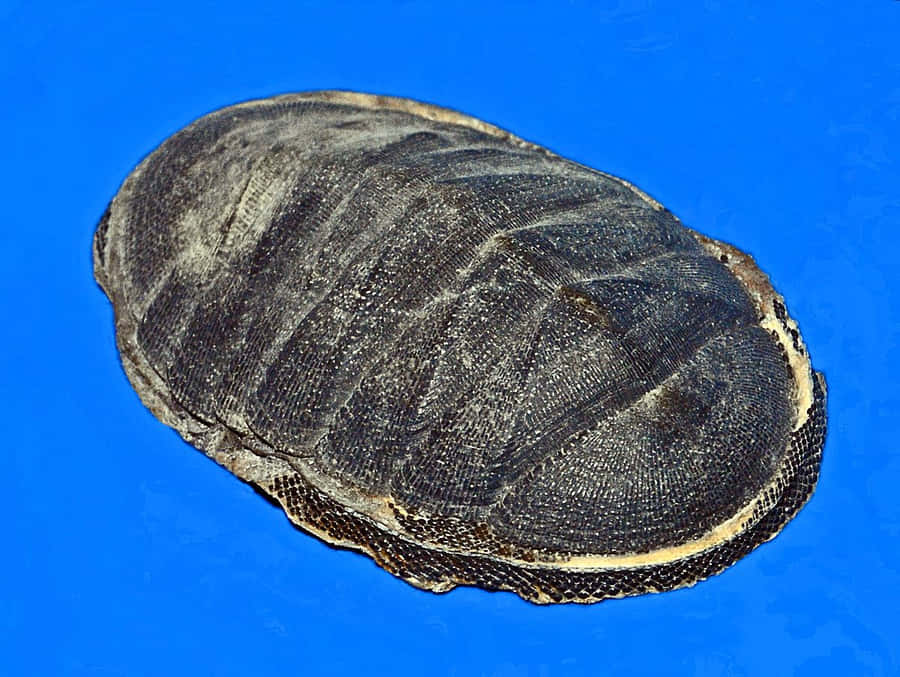 Chiton Molluskon Blue Background Wallpaper