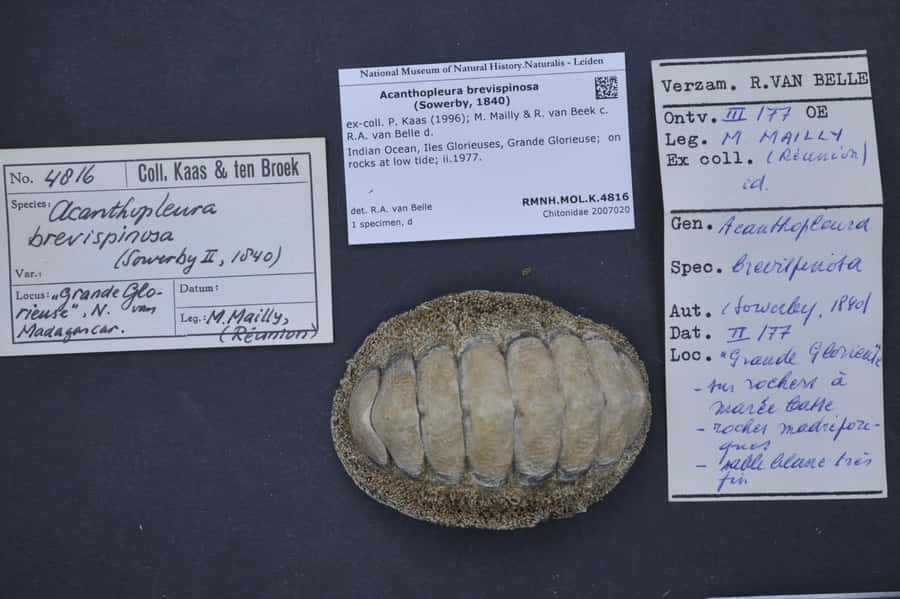 Chitonidae Specimenand Labels Wallpaper