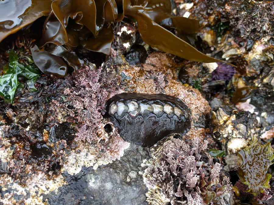 Chitonon Rocky Shore.jpg Wallpaper