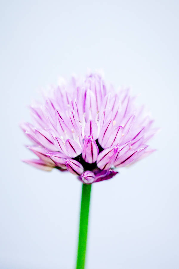 Chives Flower Android Wallpaper
