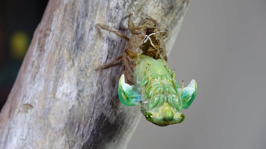 Cicada Emergence Process Wallpaper