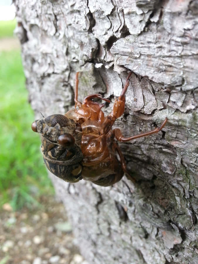 Cicada Emerging From Exoskeleton Wallpaper