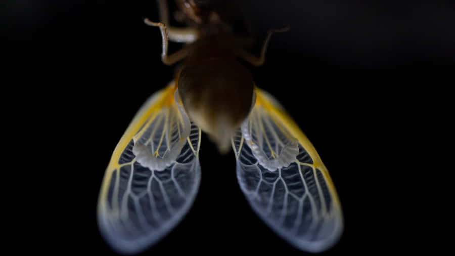 Cicada Emerging From Exoskeleton Wallpaper